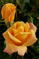 Gold Roses Live Wallpaper, Love Flowers Images Gif