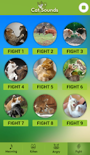 Cat Sounds(圖5)-速報App