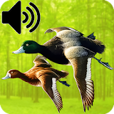 Voices Of Birds Decoy For Hunters icon