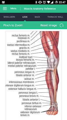Muscle Anatomy Reference Guideのおすすめ画像3