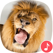 Appp.io - Lion Sounds