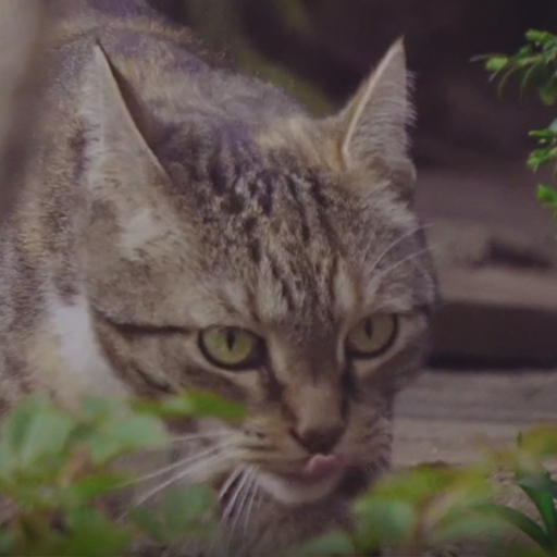 cute cat video wallpaper logo