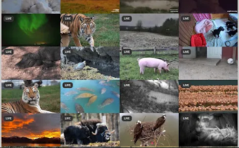 Live Documentary Animals