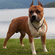 Top 7 Puzzle Apps Like American Staffordshire Terrier - Best Alternatives