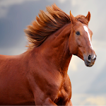 Cover Image of 下载 Horse Sounds and Ringtone free 1.2-1106 APK