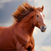 Horse Sounds and Ringtone free 1.2-1106 Icon