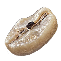 Coffee Pests and Diseases