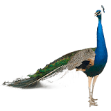 Peafowl (Peacock) Widget icon