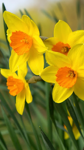 Daffodil Wallpapers Screen 3