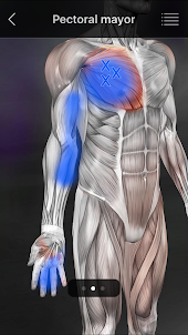 Puntos Musculares Anatomia