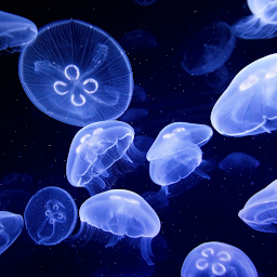 Ikonbilde Jellyfish Live Wallpaper