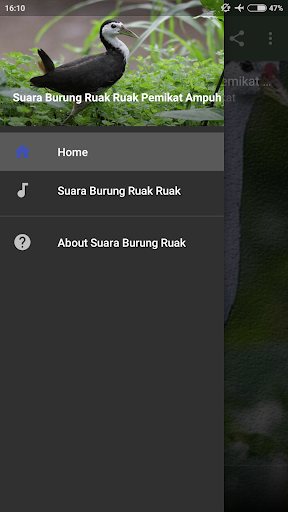 Suara Ruak Ruak Pemikat Ampuh