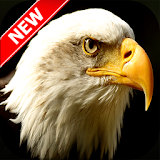 Eagle Wallpapers icon