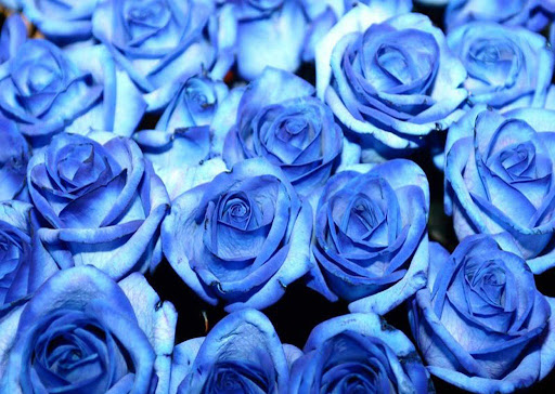 Blue Rose Wallpapers