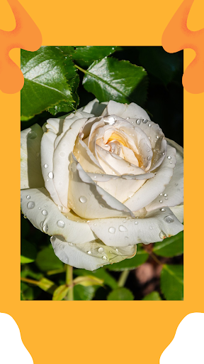 Rose Wallpaper App Screen 2