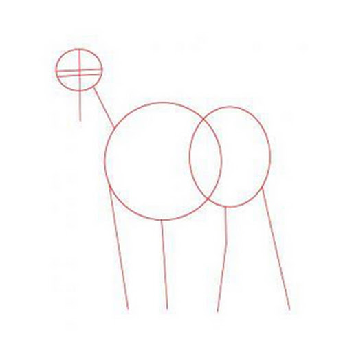 How to draw animals guide