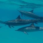 Cover Image of 下载 Dolphins Live Wallpaper  APK