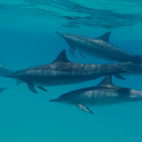 Дельфины анимированные обои