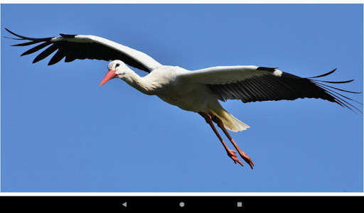 Beautiful Stork Wallpapers Colorful Stork Images