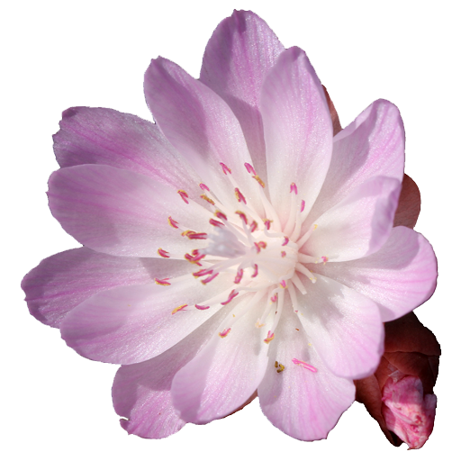 Wyoming Wildflowers logo