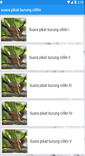 Suara pikat burung cililin Screen 3
