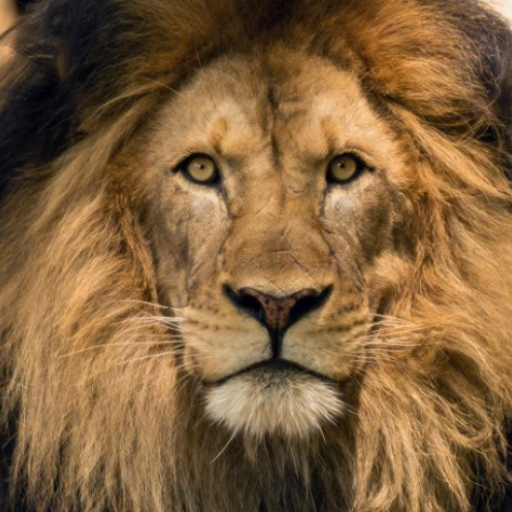 Lion Sounds logo