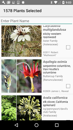 San Francisco Bay Wildflowers Screen 3