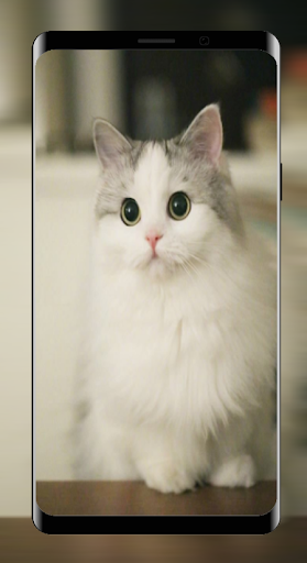 Wallpapers Cats Cute HD Offline