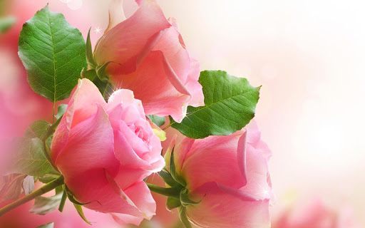 Flowers Live Wallpaper