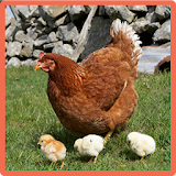 Hen Memory Game icon