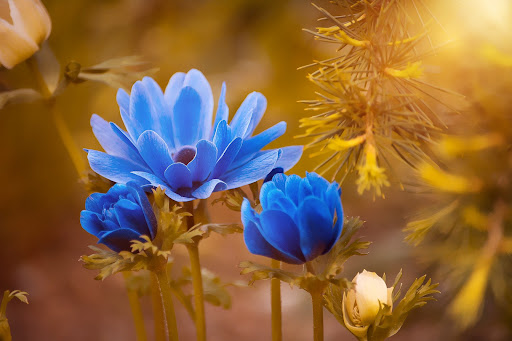 Android application Flowers Wallpaper - Collection screenshort