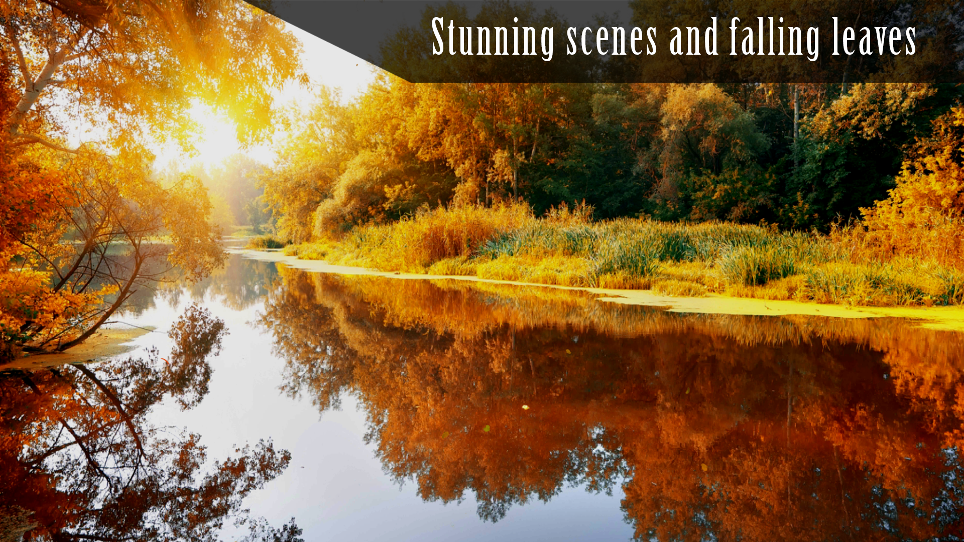 Android application Autumn Ambience HD screenshort