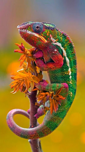 Chameleon Wallpaper Screen 2