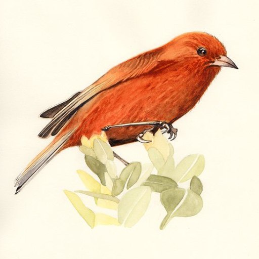 Bird Names, Spelling & Quiz logo