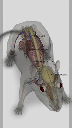 3D Rat Anatomyのおすすめ画像5