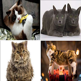 Complete Cat Breeds icon