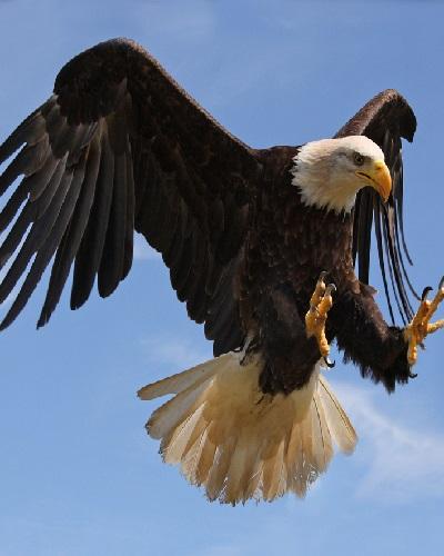 Animal Video Live Wallpapers