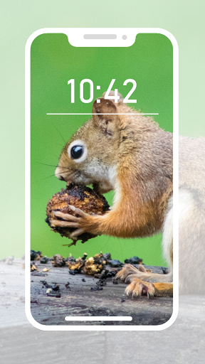Squirrel Wallpapers