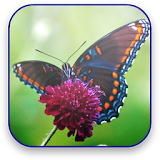 Butterfly Live Video Wallpaper icon