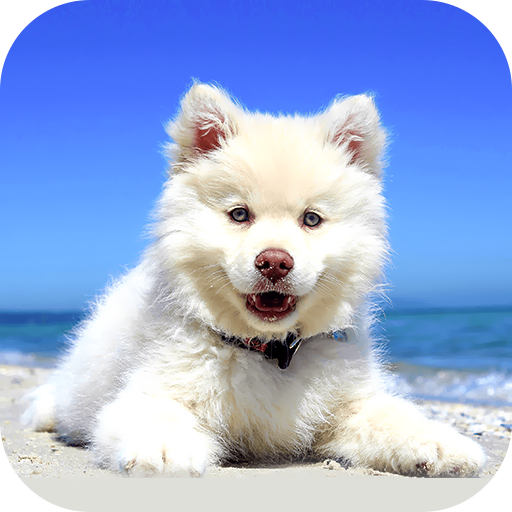 Puppy Wallpaper 2024 دانلود در ویندوز