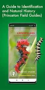 Caterpillar Id USA East Coast