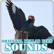 Oriental Dollar Bird Sounds Collection