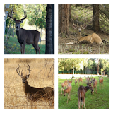 Deer Hunt Live Wallpaper icon
