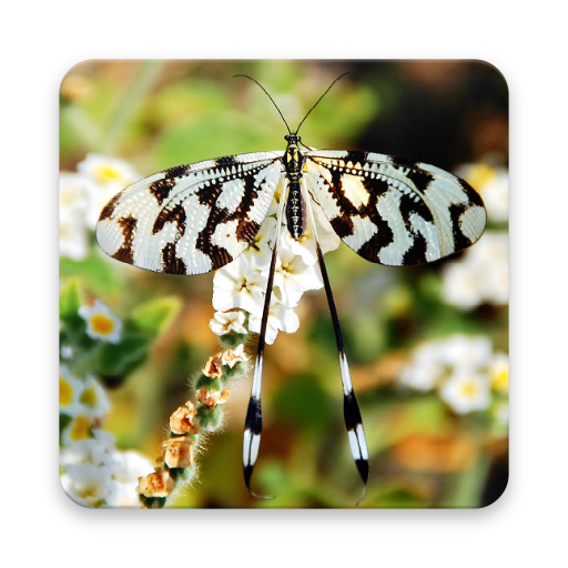 Beautiful Butterfly Wallpapers logo
