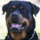 Rottweilers Wallpapers icon