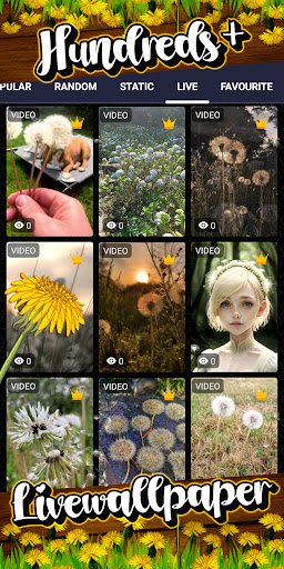 dandelion wallpaper Screen 3