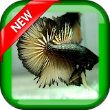 Cool Betta Fish Wallpapers icon