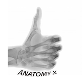 Anatomy and Radiographic Projections icon