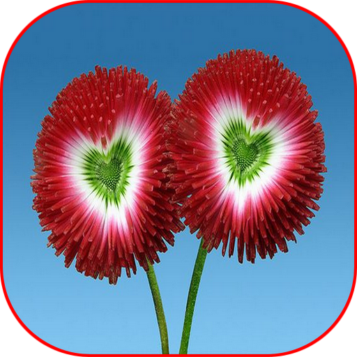 Funny Flowers Weird wondrous