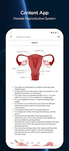 Female Reproductive System